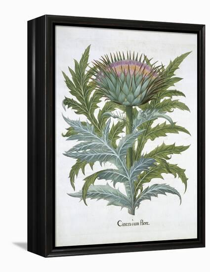 The Cardoon, from the Hortus Eystettensis by Basil Besler-null-Framed Premier Image Canvas