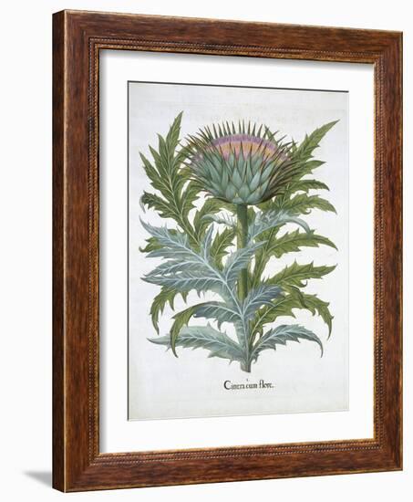 The Cardoon, from the Hortus Eystettensis by Basil Besler-null-Framed Giclee Print