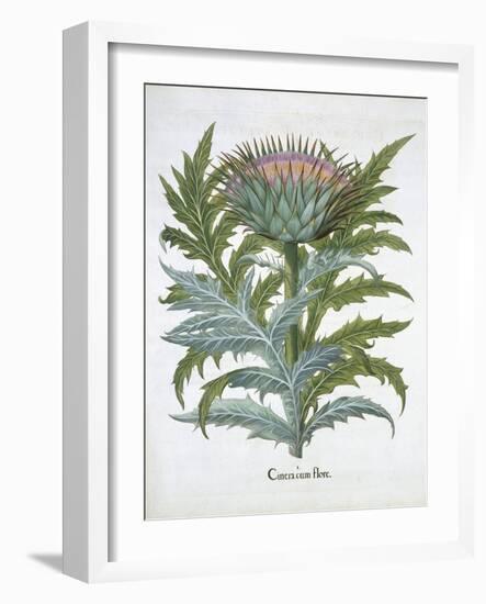 The Cardoon, from the Hortus Eystettensis by Basil Besler-null-Framed Giclee Print