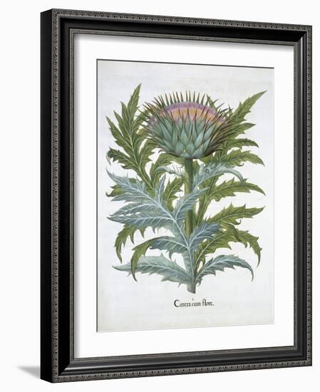 The Cardoon, from the Hortus Eystettensis by Basil Besler-null-Framed Giclee Print