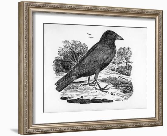 The Carrion Crow, Illustration from 'The History of British Birds' by Thomas Bewick, First…-Thomas Bewick-Framed Giclee Print