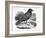 The Carrion Crow, Illustration from 'The History of British Birds' by Thomas Bewick, First…-Thomas Bewick-Framed Giclee Print