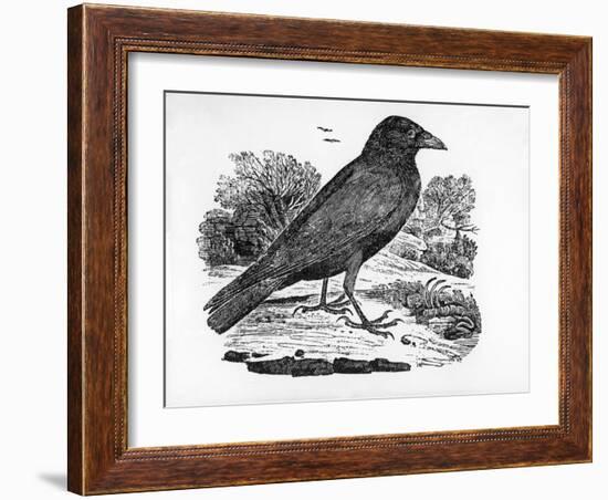 The Carrion Crow, Illustration from 'The History of British Birds' by Thomas Bewick, First…-Thomas Bewick-Framed Giclee Print