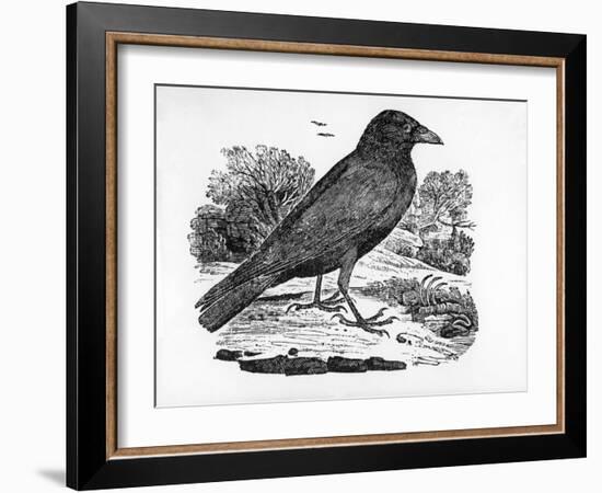 The Carrion Crow, Illustration from 'The History of British Birds' by Thomas Bewick, First…-Thomas Bewick-Framed Giclee Print