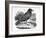 The Carrion Crow, Illustration from 'The History of British Birds' by Thomas Bewick, First…-Thomas Bewick-Framed Giclee Print