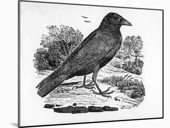 The Carrion Crow, Illustration from 'The History of British Birds' by Thomas Bewick, First…-Thomas Bewick-Mounted Giclee Print