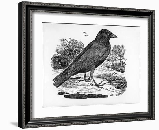 The Carrion Crow, Illustration from 'The History of British Birds' by Thomas Bewick, First…-Thomas Bewick-Framed Giclee Print