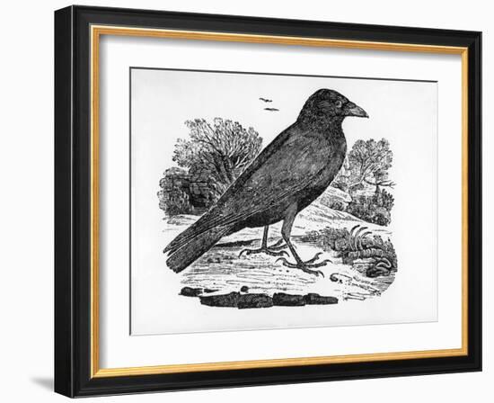 The Carrion Crow, Illustration from 'The History of British Birds' by Thomas Bewick, First…-Thomas Bewick-Framed Giclee Print