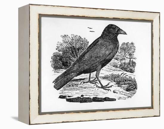 The Carrion Crow, Illustration from 'The History of British Birds' by Thomas Bewick, First…-Thomas Bewick-Framed Premier Image Canvas