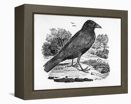 The Carrion Crow, Illustration from 'The History of British Birds' by Thomas Bewick, First…-Thomas Bewick-Framed Premier Image Canvas