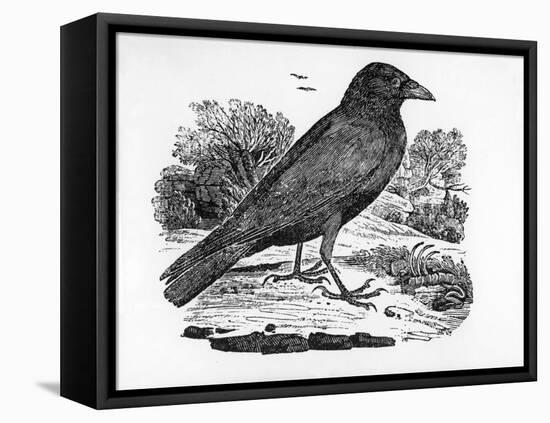 The Carrion Crow, Illustration from 'The History of British Birds' by Thomas Bewick, First…-Thomas Bewick-Framed Premier Image Canvas