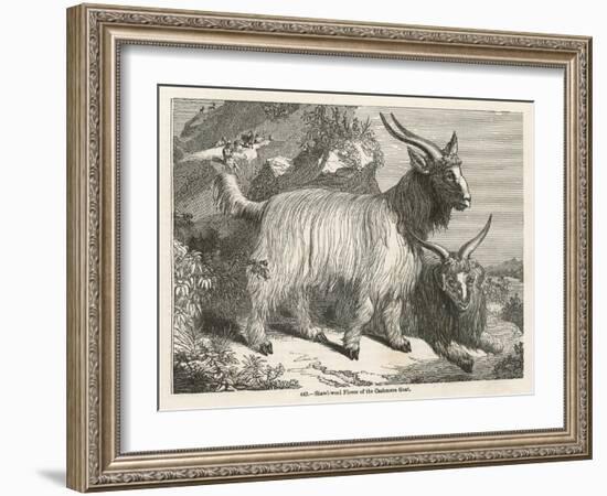 The Cashmere or Down Goat-null-Framed Art Print