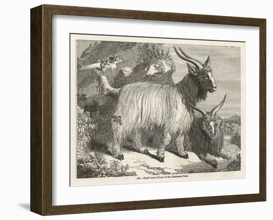 The Cashmere or Down Goat-null-Framed Art Print