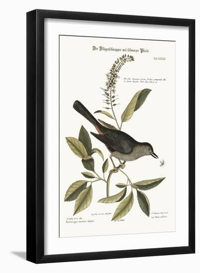 The Cat-Bird, 1749-73-Mark Catesby-Framed Giclee Print