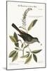 The Cat-Bird, 1749-73-Mark Catesby-Mounted Giclee Print