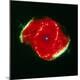 Premium Photographic Print