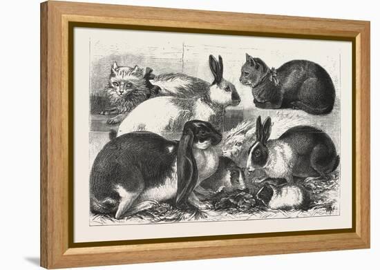 The Cat, Rabbit, and Guinea-Pig Show at the Alexandra Palace, 1876, Uk-null-Framed Premier Image Canvas