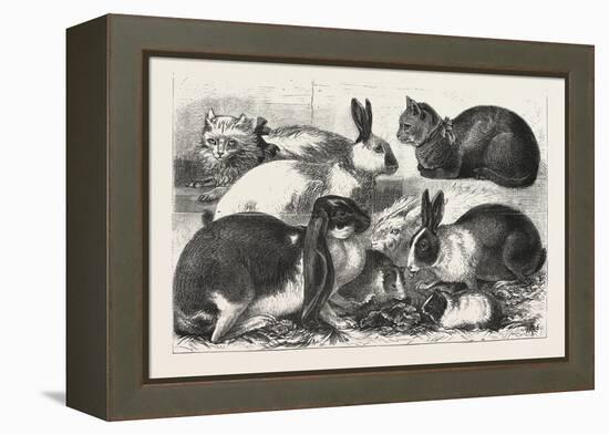 The Cat, Rabbit, and Guinea-Pig Show at the Alexandra Palace, 1876, Uk-null-Framed Premier Image Canvas