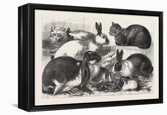 The Cat, Rabbit, and Guinea-Pig Show at the Alexandra Palace, 1876, Uk-null-Framed Premier Image Canvas