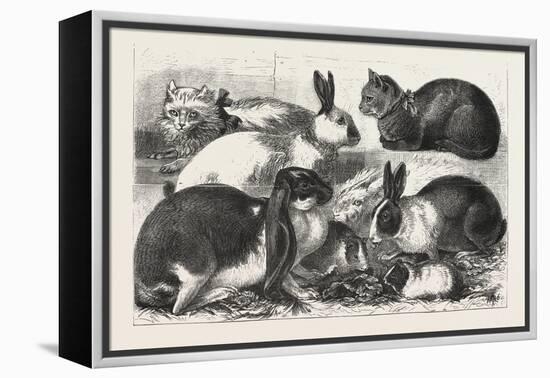 The Cat, Rabbit, and Guinea-Pig Show at the Alexandra Palace, 1876, Uk-null-Framed Premier Image Canvas