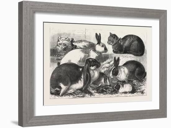 The Cat, Rabbit, and Guinea-Pig Show at the Alexandra Palace, 1876, Uk-null-Framed Giclee Print