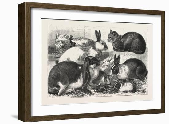 The Cat, Rabbit, and Guinea-Pig Show at the Alexandra Palace, 1876, Uk-null-Framed Giclee Print