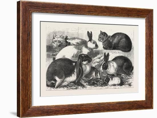 The Cat, Rabbit, and Guinea-Pig Show at the Alexandra Palace, 1876, Uk-null-Framed Giclee Print