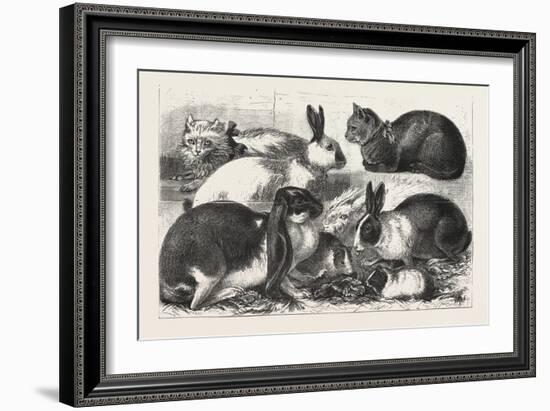 The Cat, Rabbit, and Guinea-Pig Show at the Alexandra Palace, 1876, Uk-null-Framed Giclee Print