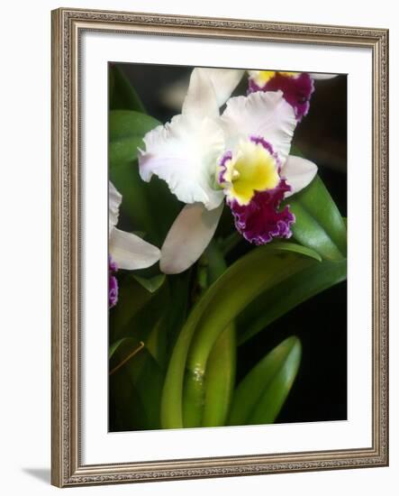 The Cattleya Orchid-Bebeto Matthews-Framed Photographic Print