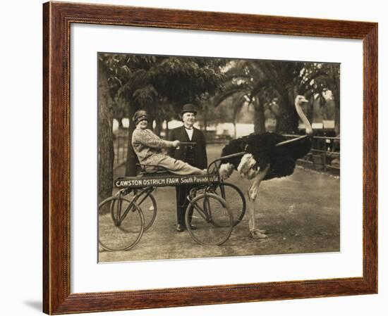 The Cawston Ostrich Farm - South Pasadena, California-null-Framed Photographic Print