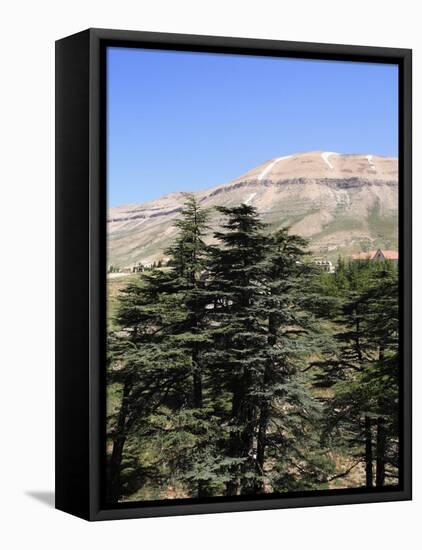 The Cedar Trees of Bcharre, Qadisha Valley, Lebanon-Wendy Connett-Framed Premier Image Canvas