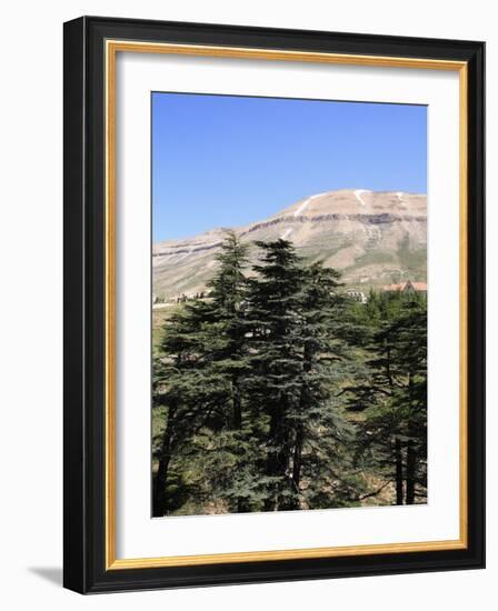 The Cedar Trees of Bcharre, Qadisha Valley, Lebanon-Wendy Connett-Framed Photographic Print