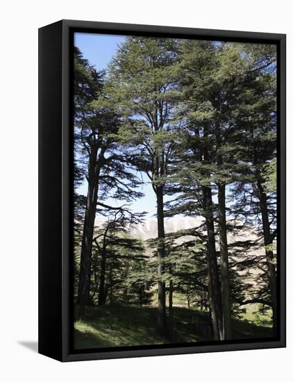 The Cedar Trees of Bcharre, Qadisha Valley, Lebanon-Wendy Connett-Framed Premier Image Canvas