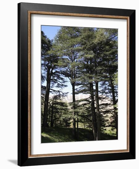 The Cedar Trees of Bcharre, Qadisha Valley, Lebanon-Wendy Connett-Framed Photographic Print