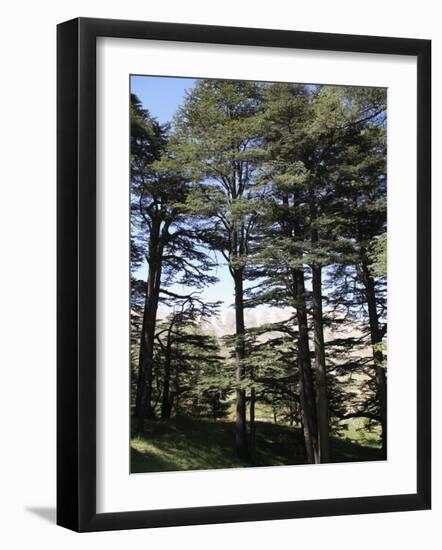 The Cedar Trees of Bcharre, Qadisha Valley, Lebanon-Wendy Connett-Framed Photographic Print