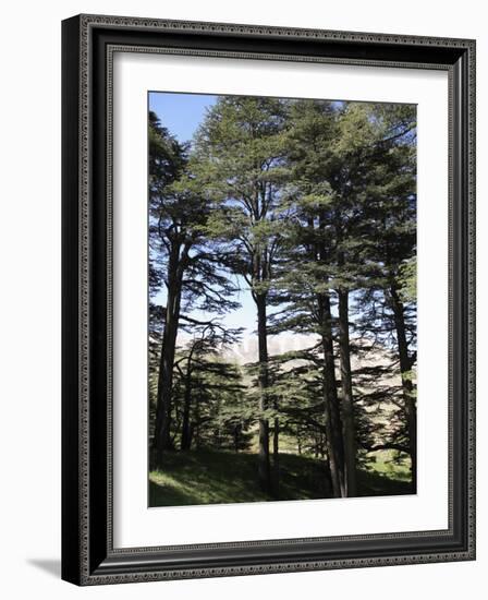 The Cedar Trees of Bcharre, Qadisha Valley, Lebanon-Wendy Connett-Framed Photographic Print