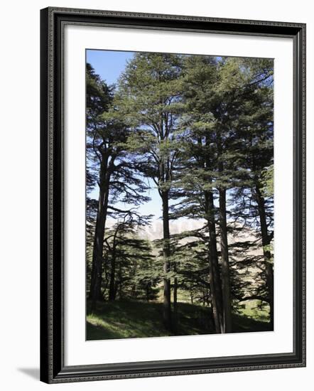 The Cedar Trees of Bcharre, Qadisha Valley, Lebanon-Wendy Connett-Framed Photographic Print