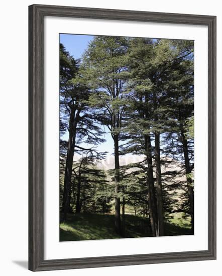 The Cedar Trees of Bcharre, Qadisha Valley, Lebanon-Wendy Connett-Framed Photographic Print