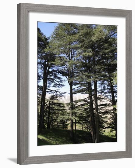 The Cedar Trees of Bcharre, Qadisha Valley, Lebanon-Wendy Connett-Framed Photographic Print