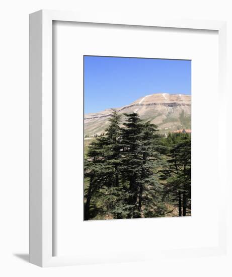 The Cedar Trees of Bcharre, Qadisha Valley, Lebanon-Wendy Connett-Framed Photographic Print