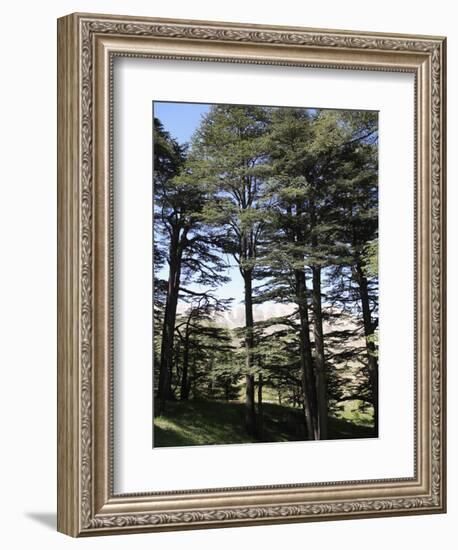 The Cedar Trees of Bcharre, Qadisha Valley, Lebanon-Wendy Connett-Framed Photographic Print