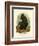 'The Celebean Black Baboon', 1896-Henry Ogg Forbes-Framed Giclee Print