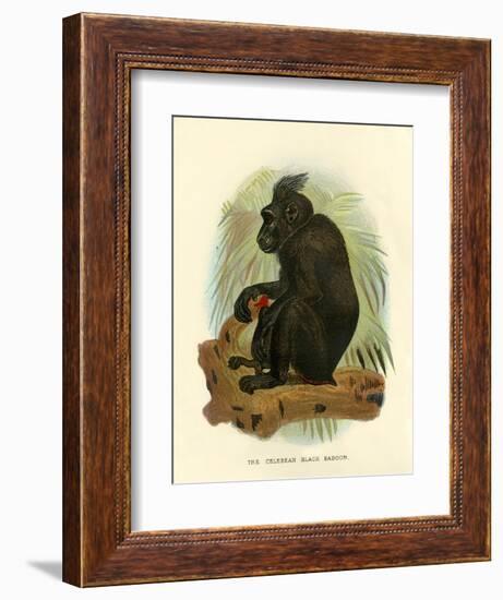 'The Celebean Black Baboon', 1896-Henry Ogg Forbes-Framed Giclee Print