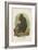 The Celebean Black Baboon-null-Framed Giclee Print