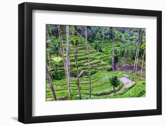 The center of the island of Bali is Ubud with the magical rice terraces.-Greg Johnston-Framed Photographic Print