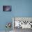 The Center of the Milky Way Through Sagittarius and Scorpius-null-Premium Photographic Print displayed on a wall