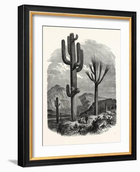 The Cereus Giganteus, or Monumental Cactus-null-Framed Giclee Print