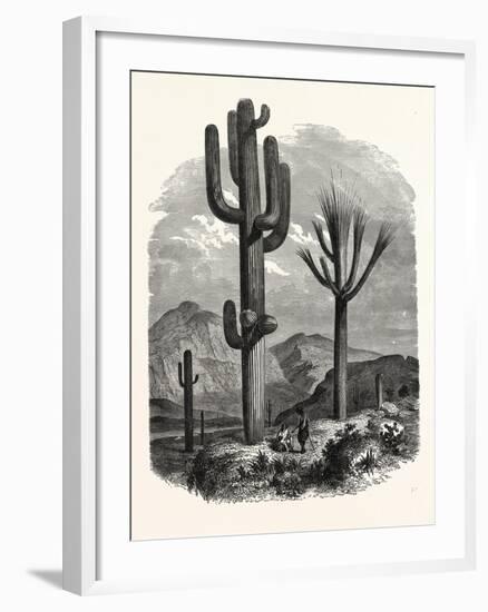 The Cereus Giganteus, or Monumental Cactus-null-Framed Giclee Print