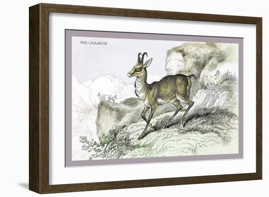 The Chamois-John Stewart-Framed Art Print