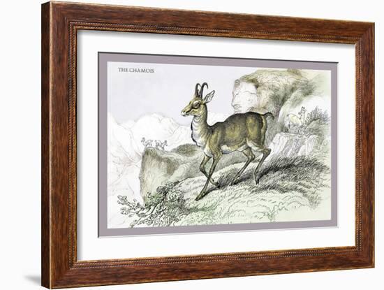 The Chamois-John Stewart-Framed Art Print